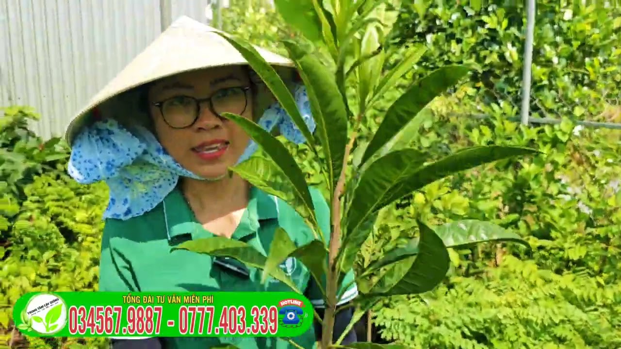 L&ecirc; kima tứ qu&yacute; & lekima Th&aacute;i  C&Acirc;Y GIỐNG TRỒNG CHẬU NHANH RA TR&Aacute;I