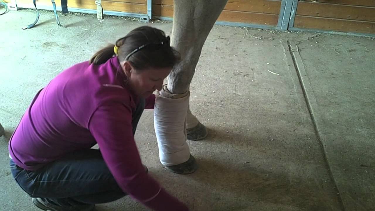 HORSE CARE - A Lesson in Leg Wrapping