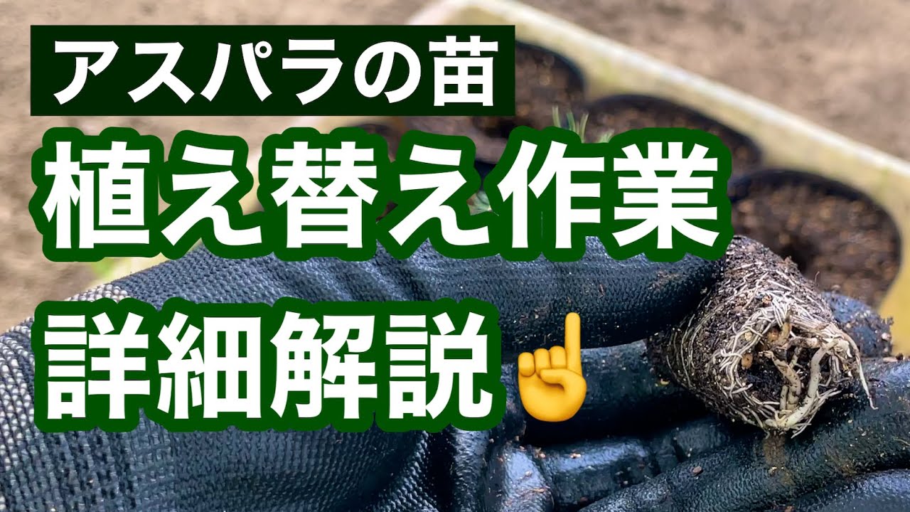 【種からのアスパラガス栽培】苗の植え替え（移植）の大事な7つのポイントを話します