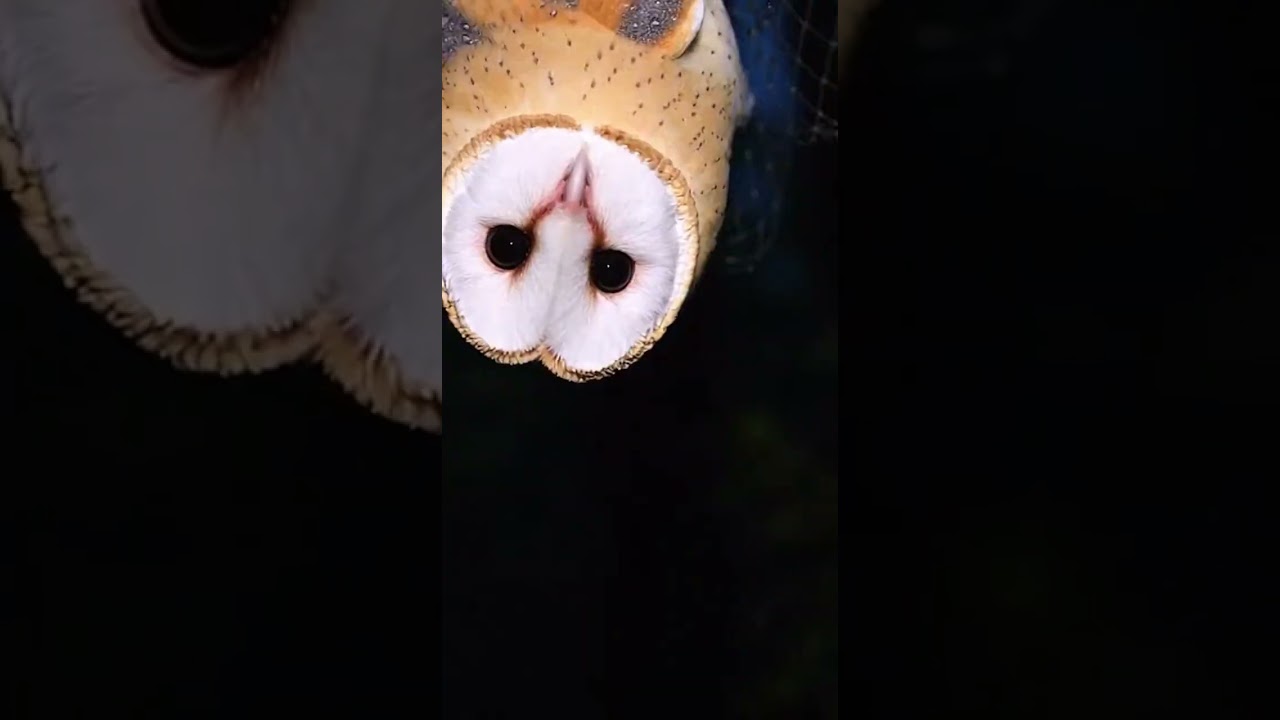 Owl Trapped in a Net 🦉💔 (Rescue Moment)