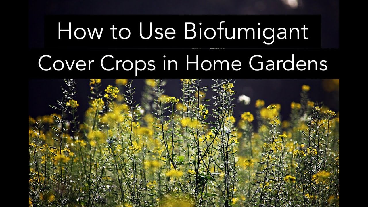 How to Chop and Drop a Biofumigant Cover Crop