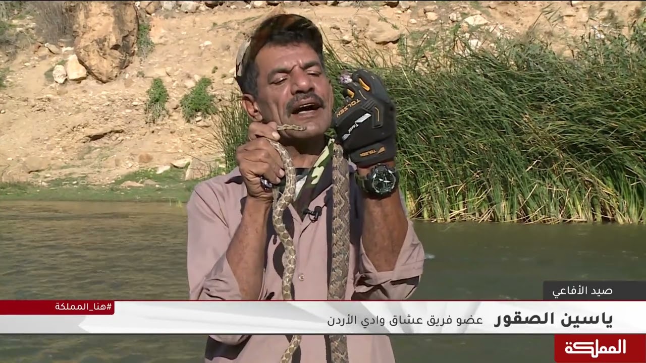 فريق عشاق أفاعي وادي الأردن يساعد للتمييز بين أنواع الأفاعي السامة وغير السامة
