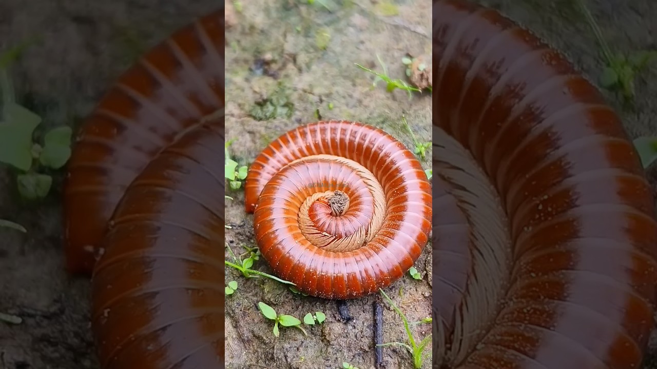 Lingkaran lucu ulat kaki seribu #snailhunter