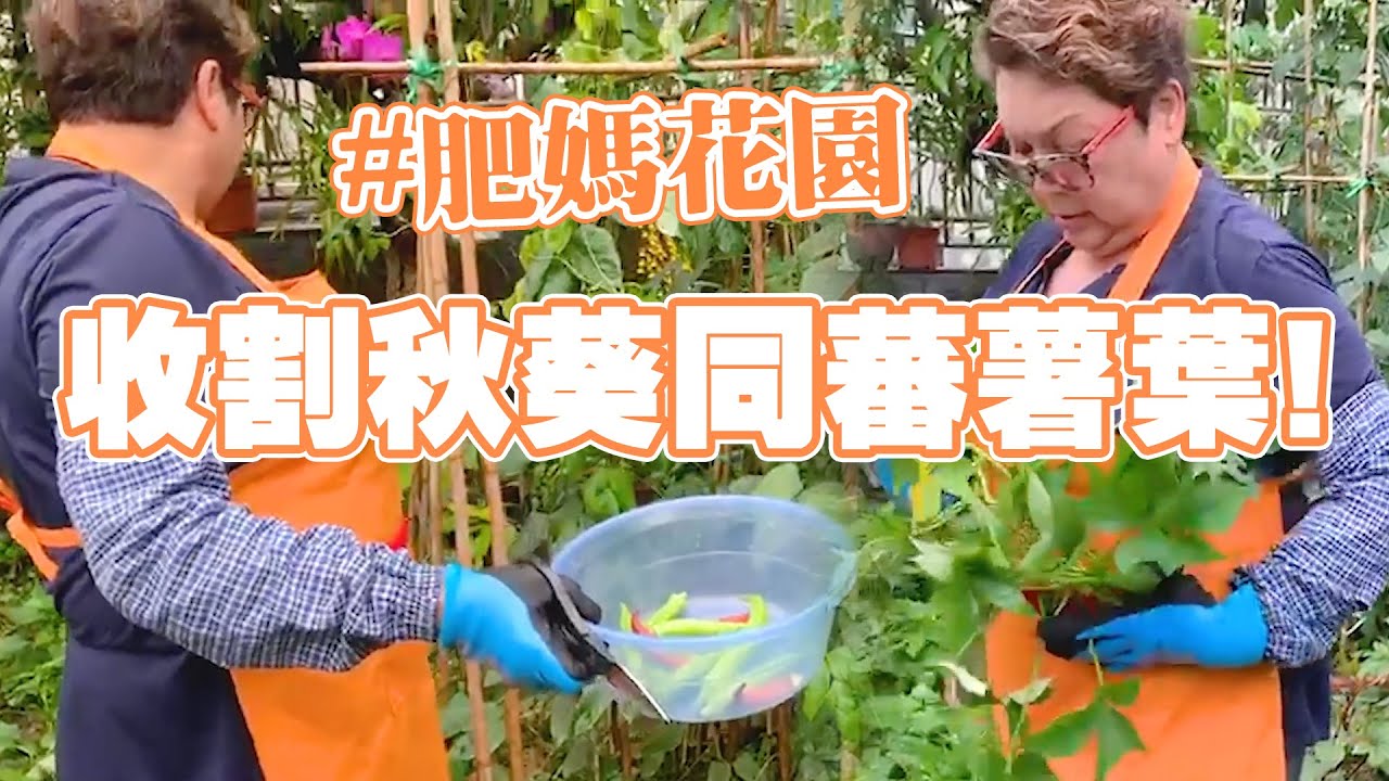 肥媽花園 | 收割秋葵同蕃薯葉 紅色秋葵花墟都有種子賣