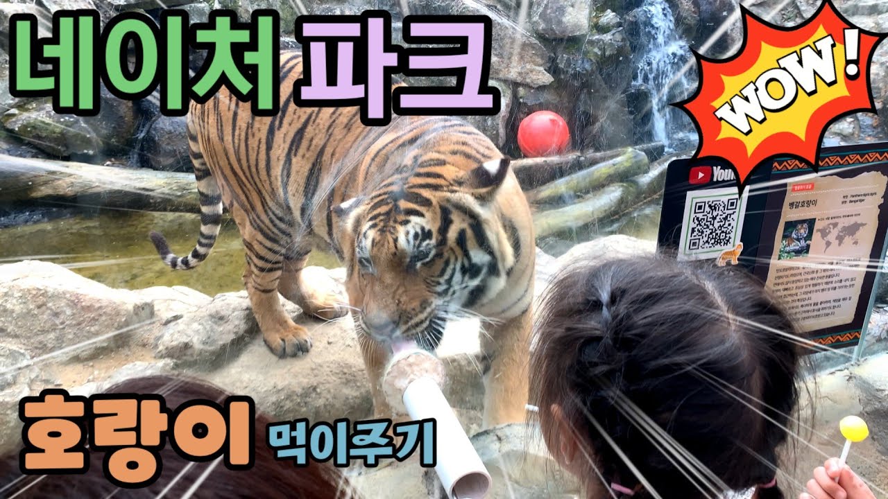 【원이랜드】대구네이처파크🐯에 놀러왔어요 사자,호랑이,하이에나,흑표범등 신기한 친구들이 엄청 많네요