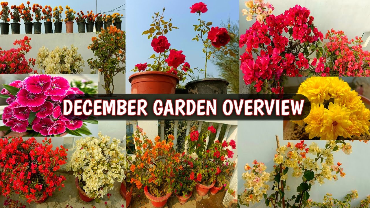 DECEMBER GARDEN OVERVIEW 🏡😍 | FLOWERS BLOOMING IN MY GARDEN 😍🏡 