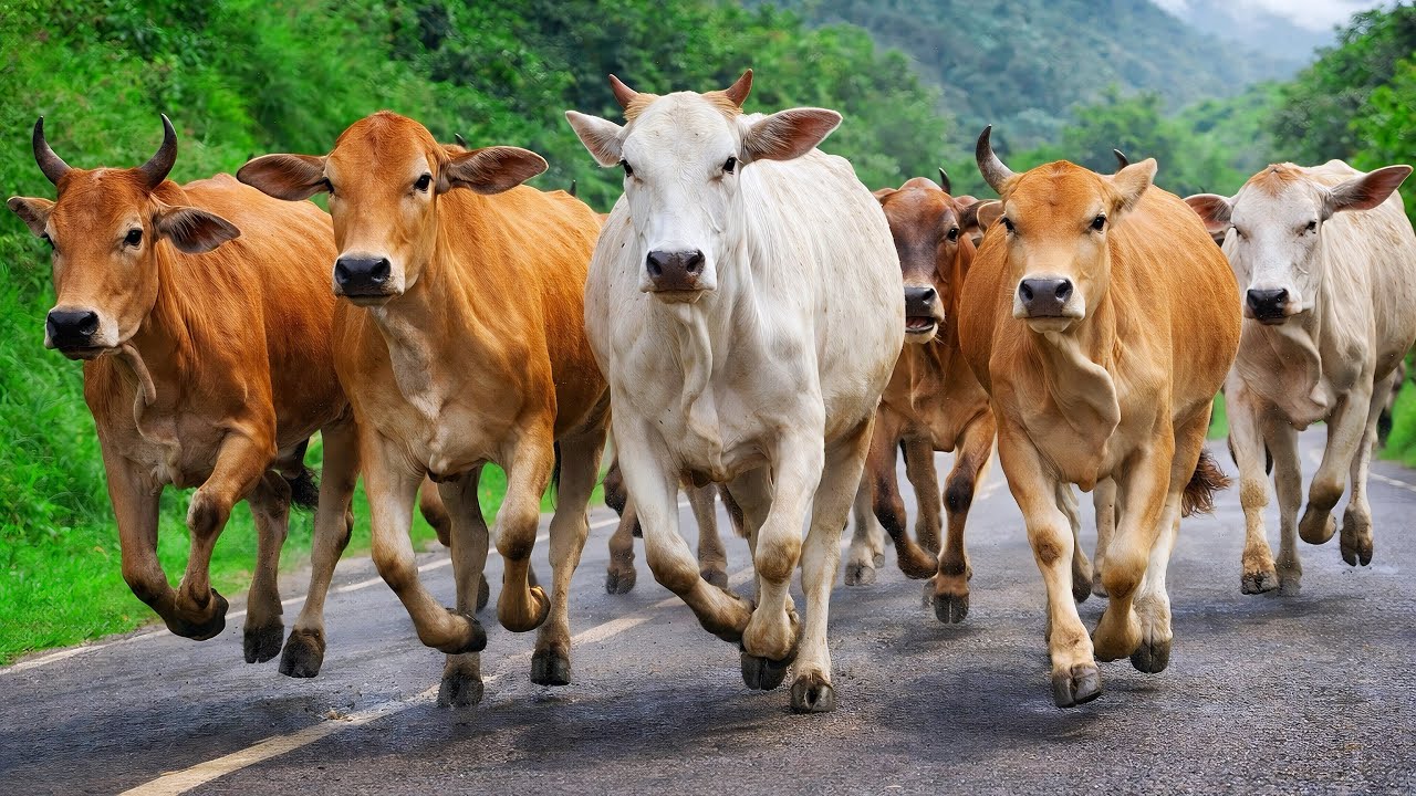 Video puluhan sapi lembu ternak berlari bergerombolan keluar dari pedesaan menuju arah padang rumput