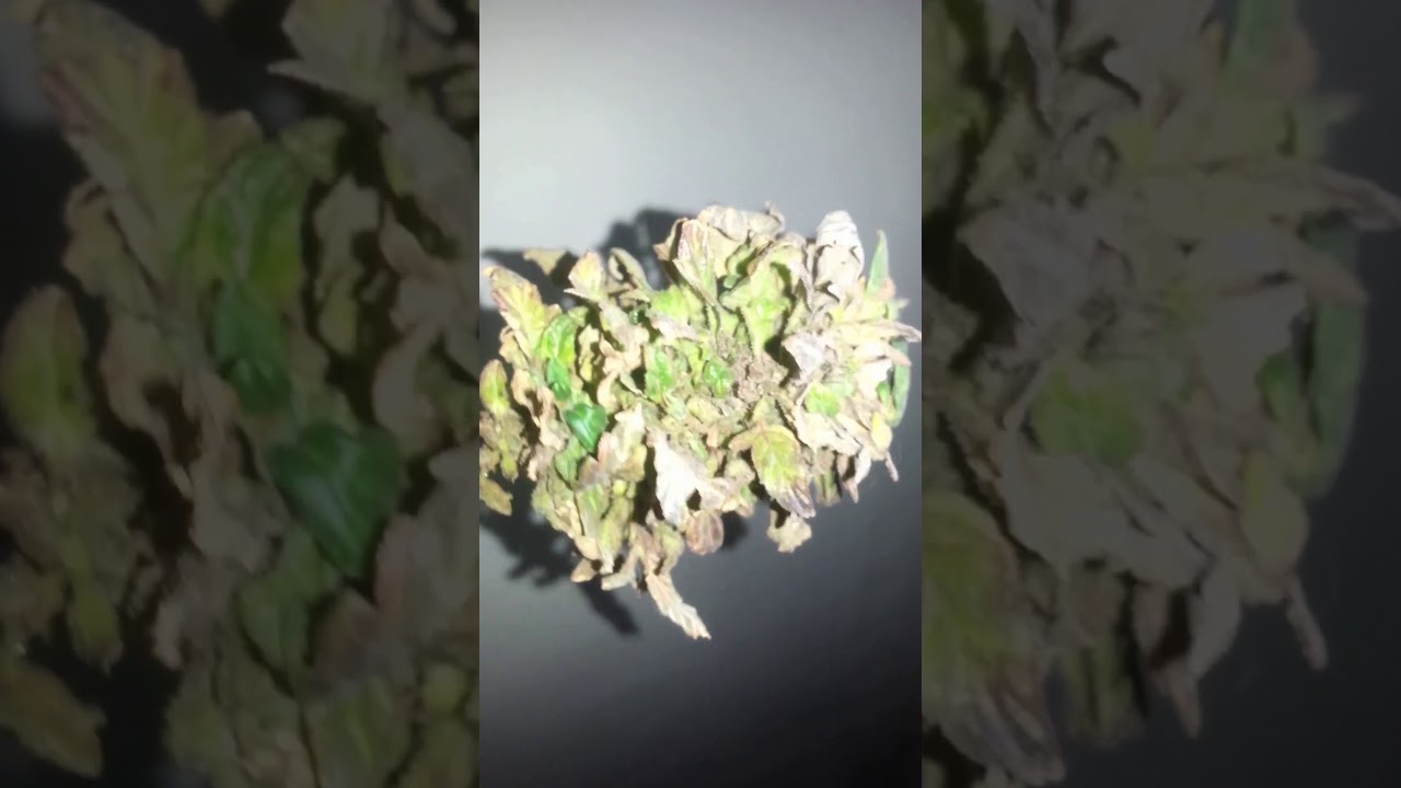 The world's smallest weed plant purple strain auto flowers