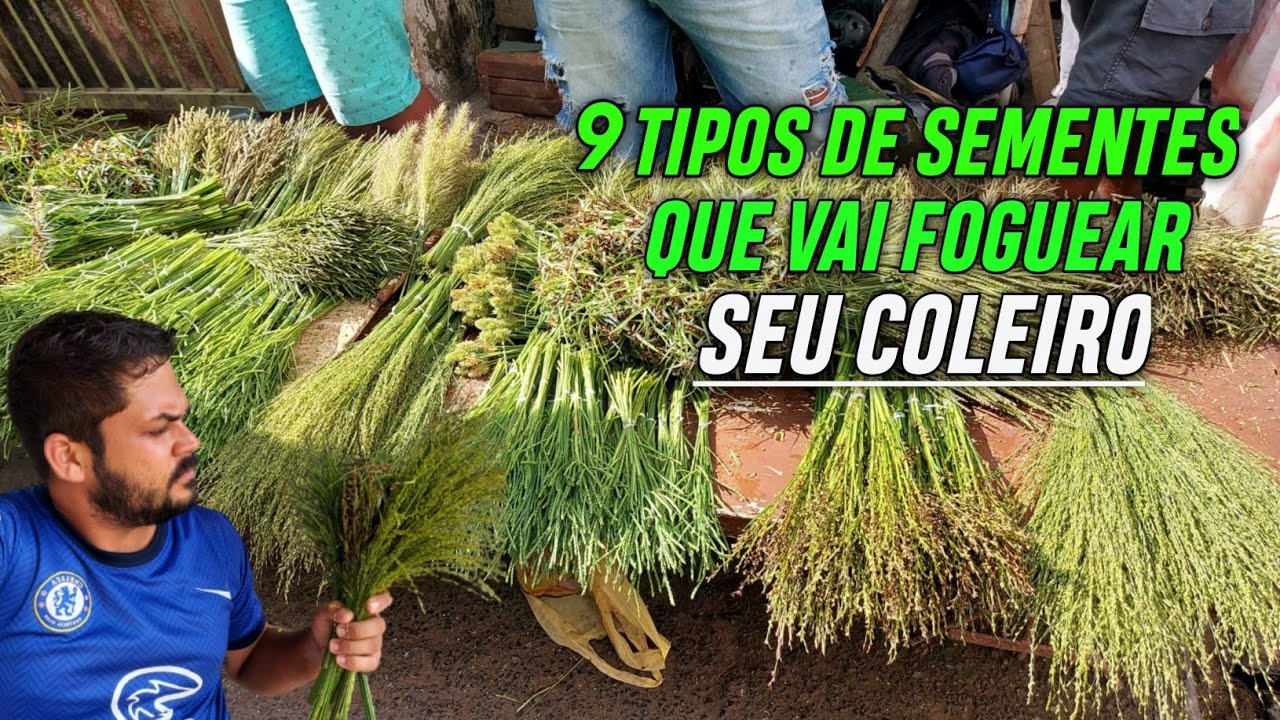 CONHEÇA AS SEMENTES QUE VAI AJUDAR A FOGUEAR SEU COLEIRO E PAPA CAPIM