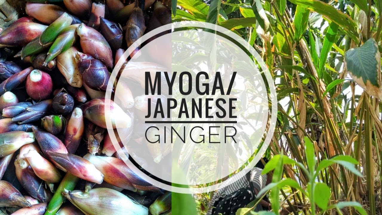 Myoga/japanese ginger recipes/life in village official channel