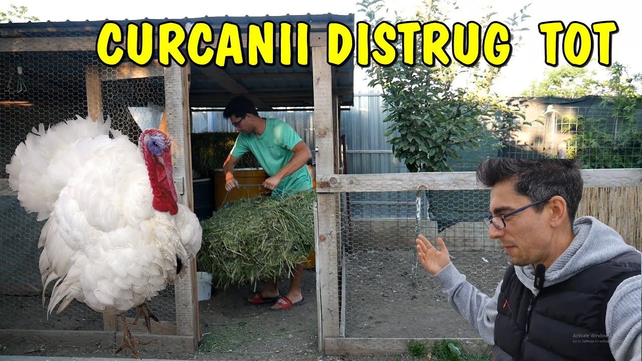 Viața la țară - Curcanii distrug toata rogojina.. #viatalatara #2021 #amintiri