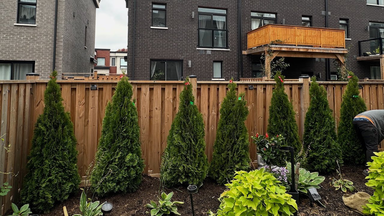 Christmas Tree Planting Vibes 🎄🌲 Cedar & Cherry Tree Project by Pickering Boys Landscaping