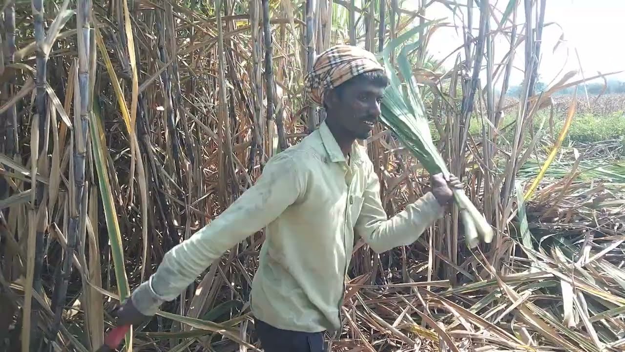 पी डि एन“15006 ऊसाची जात !! एकरी 100 टन उत्पादन देणारी जात?