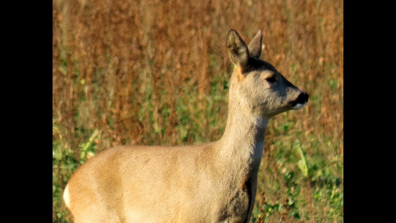 882. Srnec obecný, Roe Deer, Reh, Chevreuil, Европейская косуля, Sarna europejska