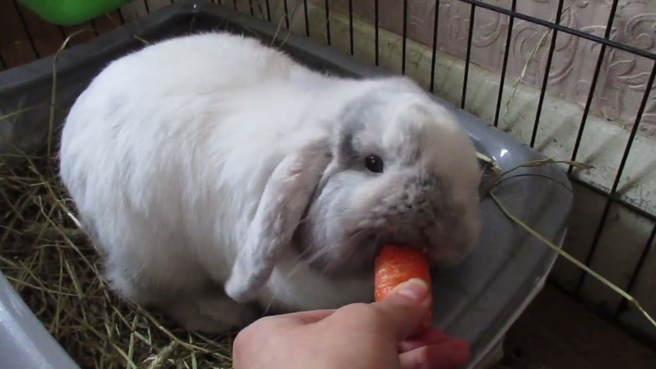 Bunny Rabbit Obi Gordon Eating Carrot.