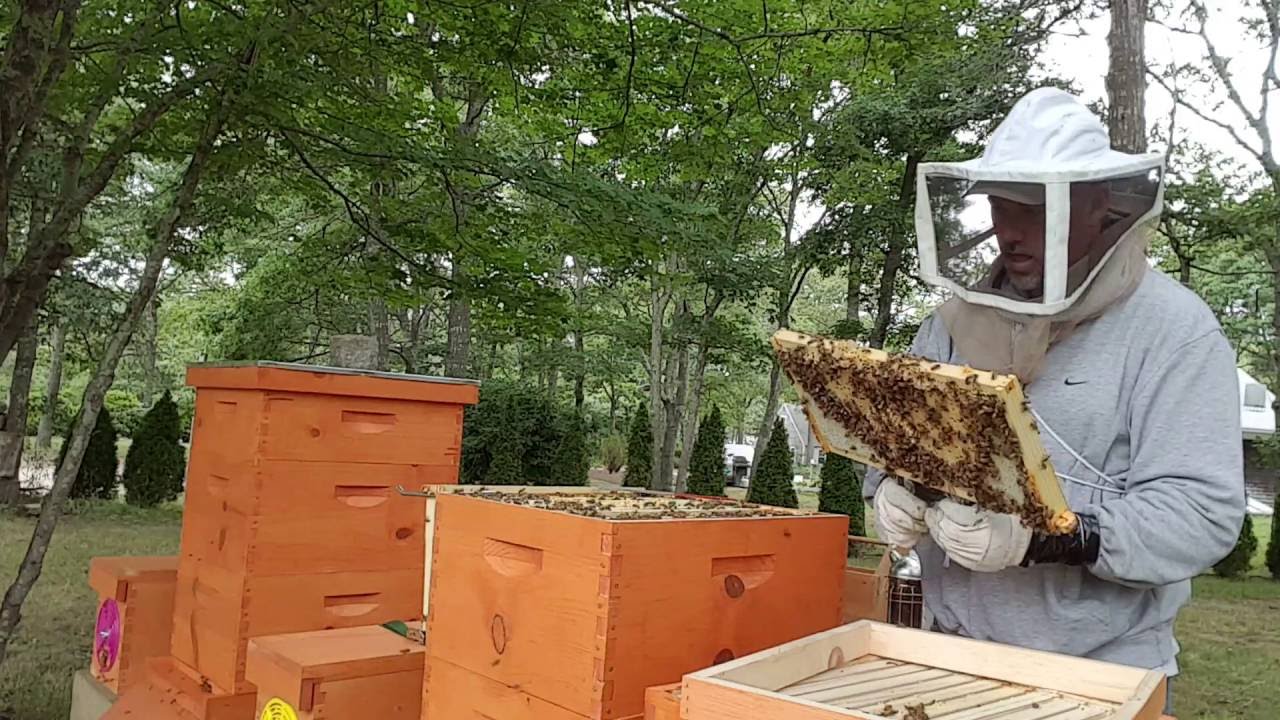 Mite away quick strips aftermath. My bees are so mad I could not finish my inspection. Part 2