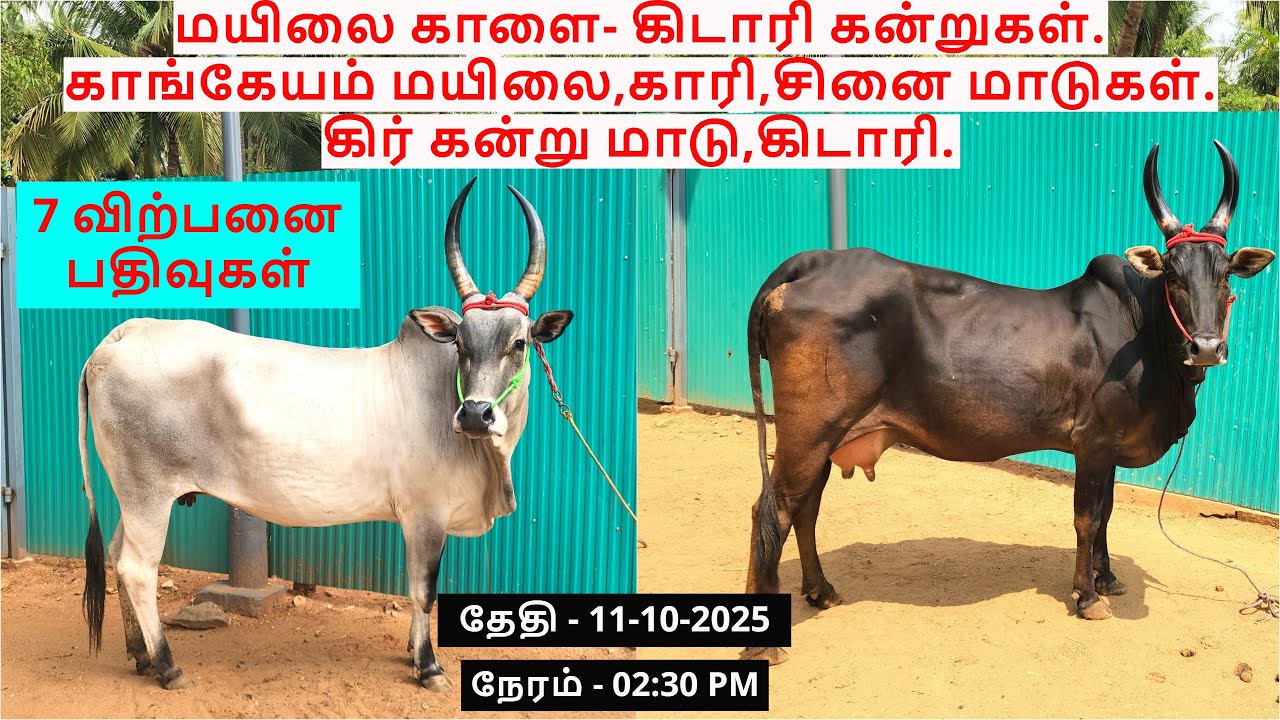 மயிலை காளை- கிடாரி கன்றுகள்.காங்கேயம் மயிலை,காரி,சினை மாடுகள்.கிர் கன்று மாடு,கிடாரி.