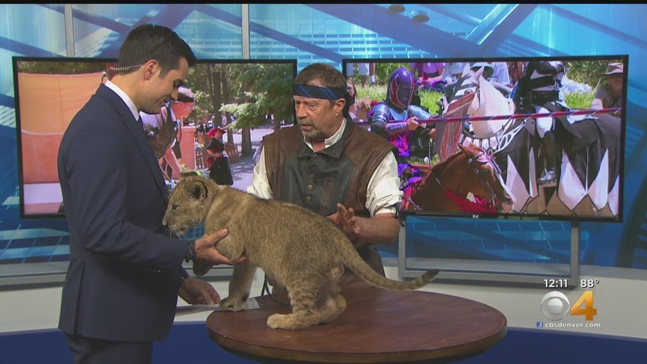 3-Month-Old Lion Cub From Colorado Renaissance Festival Visits CBS4's Studios