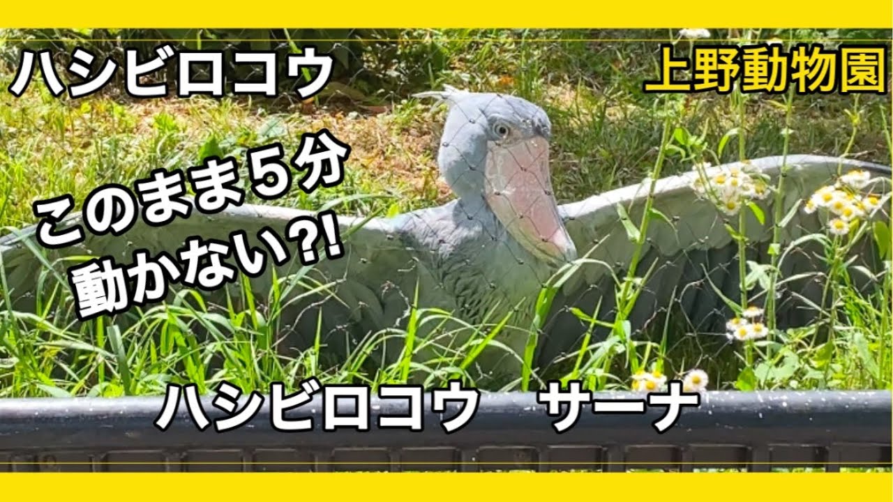 【上野動物園】ハシビロコウのサーナ　翼を広げて日向ぼっこ？約５分広げたままフリーズ！