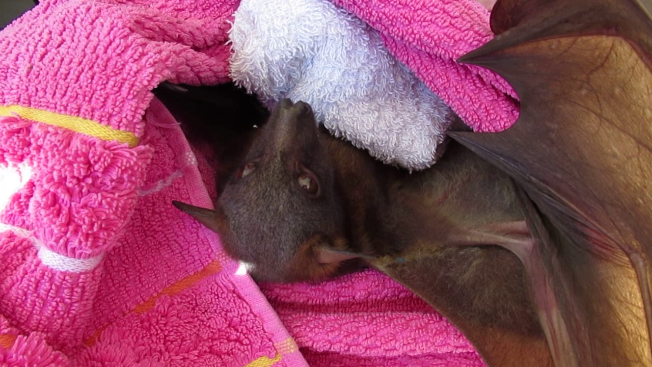 Cranky bat eats a banana