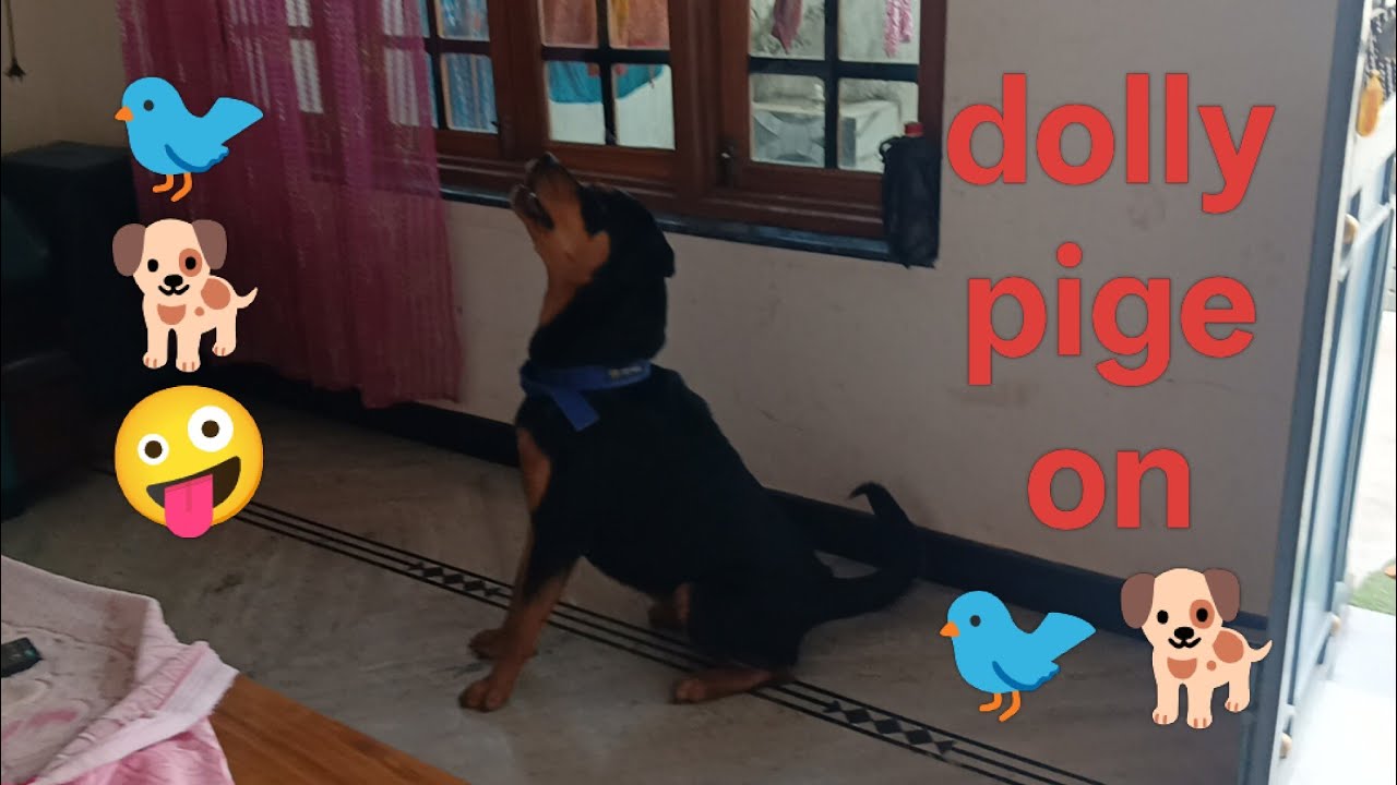Rottweiler blog  is live