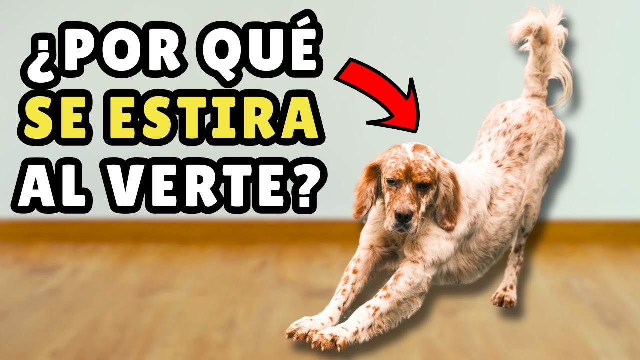 ¿Tu perro SE ESTIRA cuando te ve? ➡️ Esto es lo que realmente significa