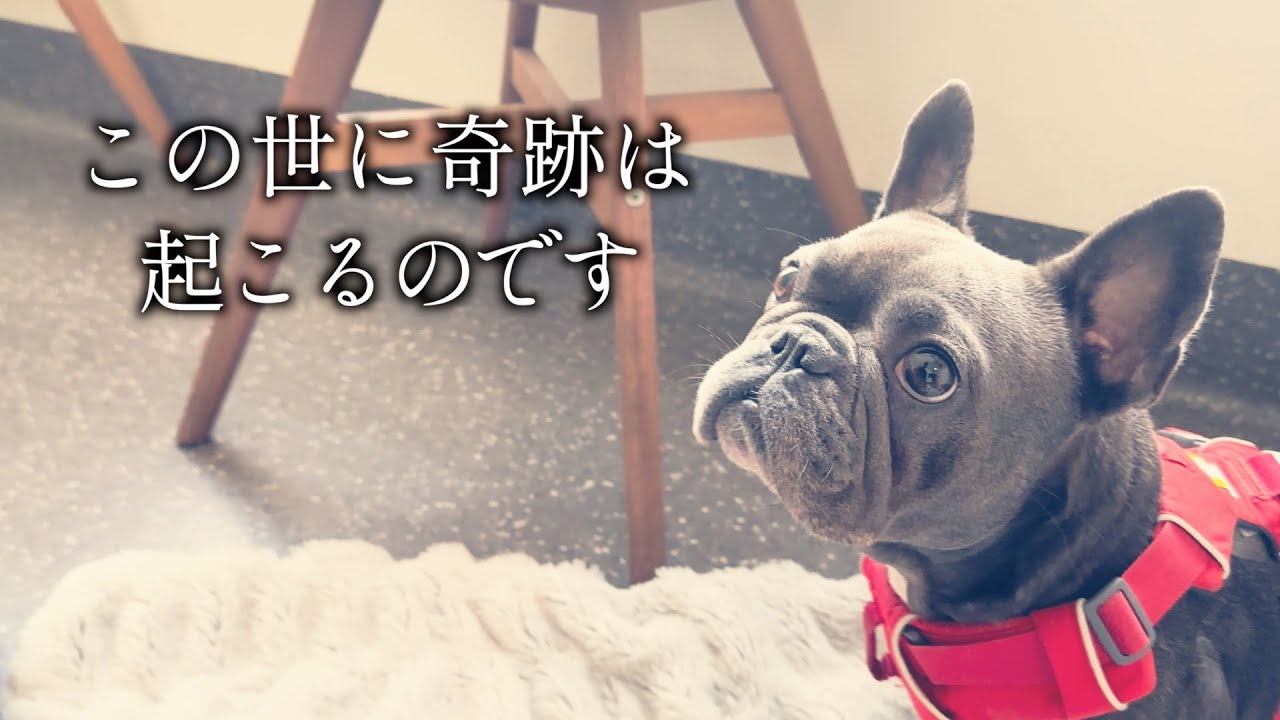 椎間板ヘルニア緊急手術の結果は…【僕らの涙の物語２】