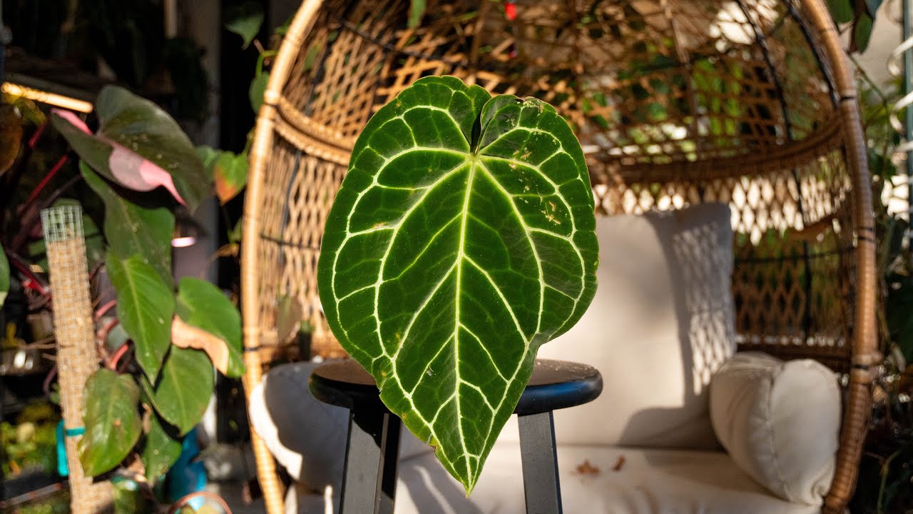 ANTHURIUM POTTING MIX INGREDIENTS & ROOT ROT REMEDY | Plant Care Tips 🌱🤌🏾