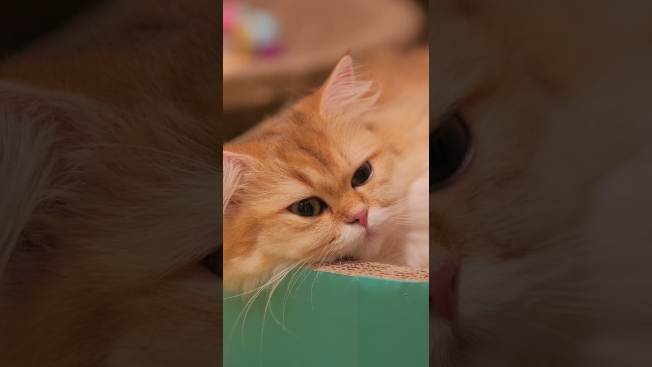 Unbelievable! Cat's Purr Matches Bird Song Perfectly! #CatPurring #RelaxingCatSounds #SleepAidASMR