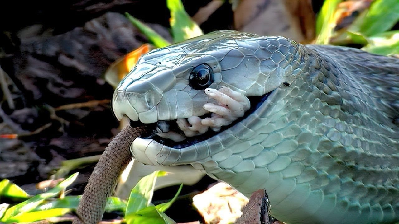 Black mamba - the most feared venomous snake of Africa, but did you know why?