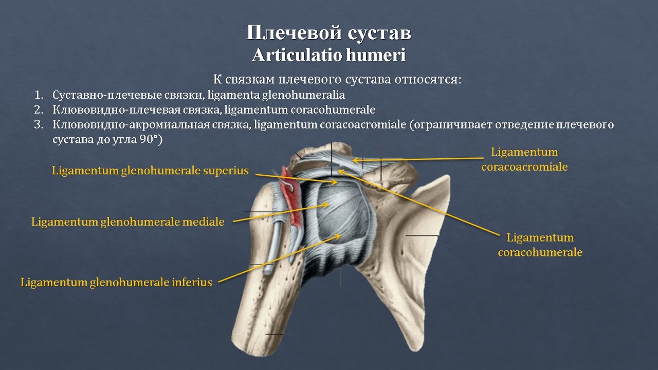 Анатомия плечевого сустава: строение, классификация, фиксирующий аппарат, движения