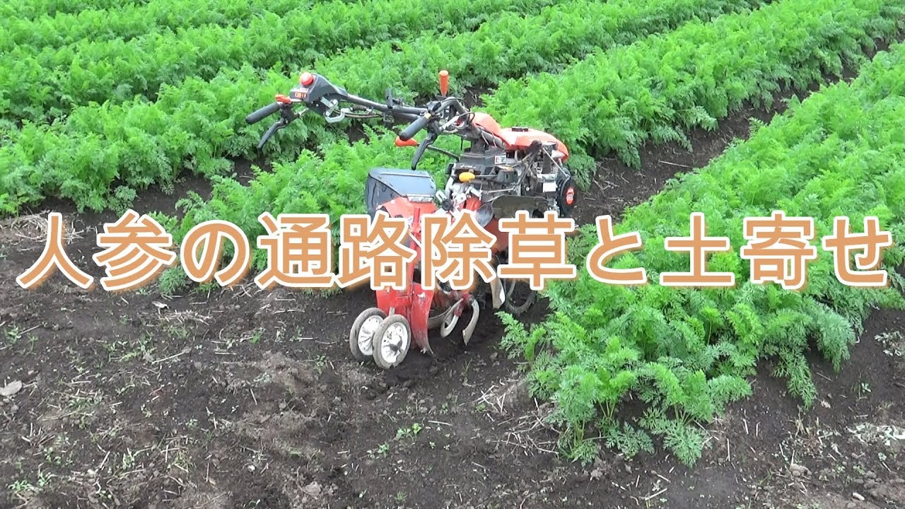人参の通路除草と土寄せ
