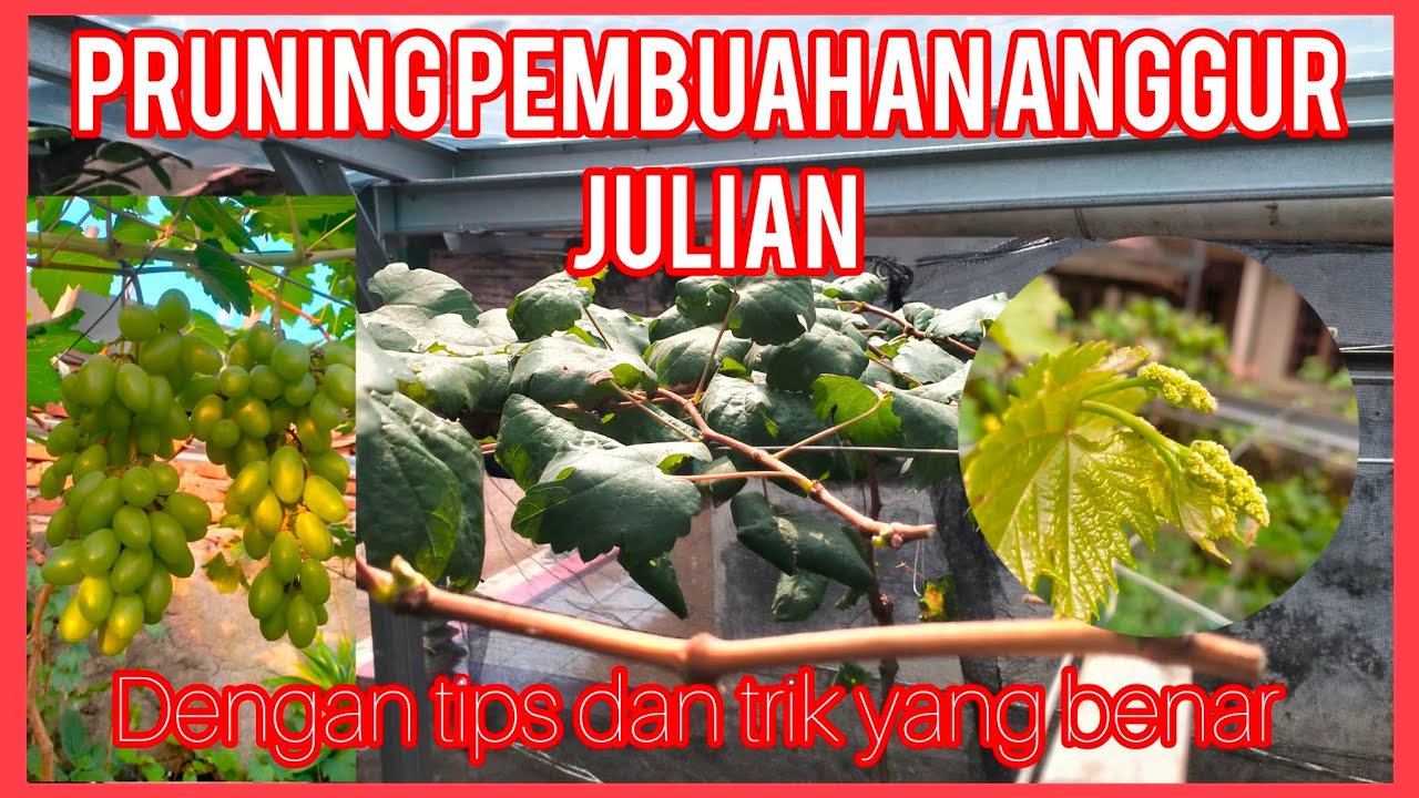 pruninge pembuahan anggur julian