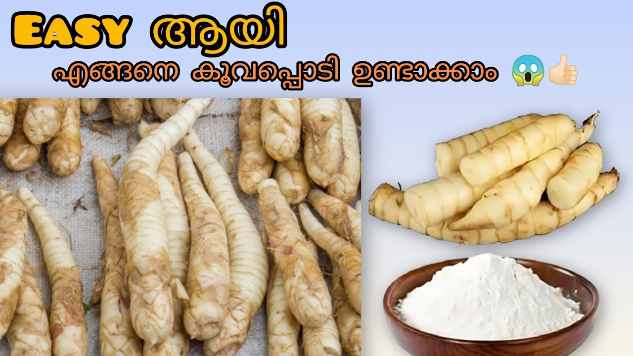 Easy ആയി കൂവപ്പൊടി ഉണ്ടാക്കാം 😍🥳