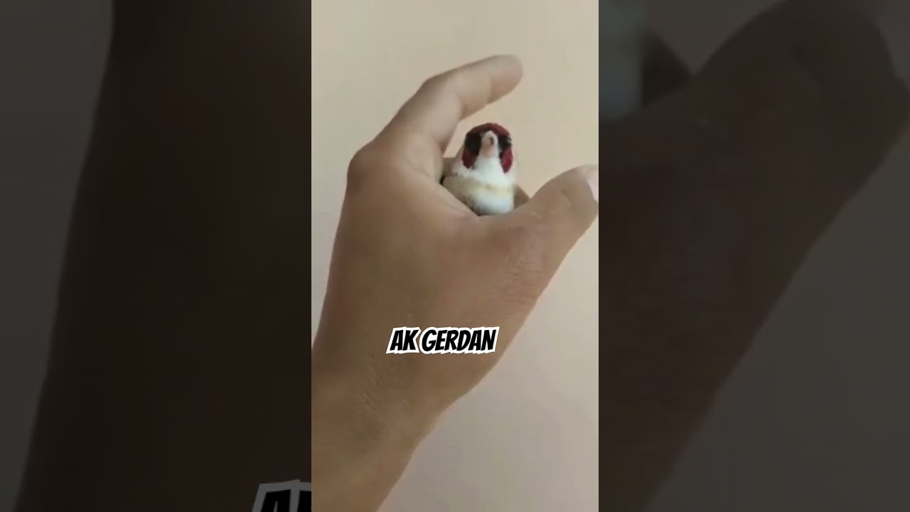 Dağ babası ak gerdan