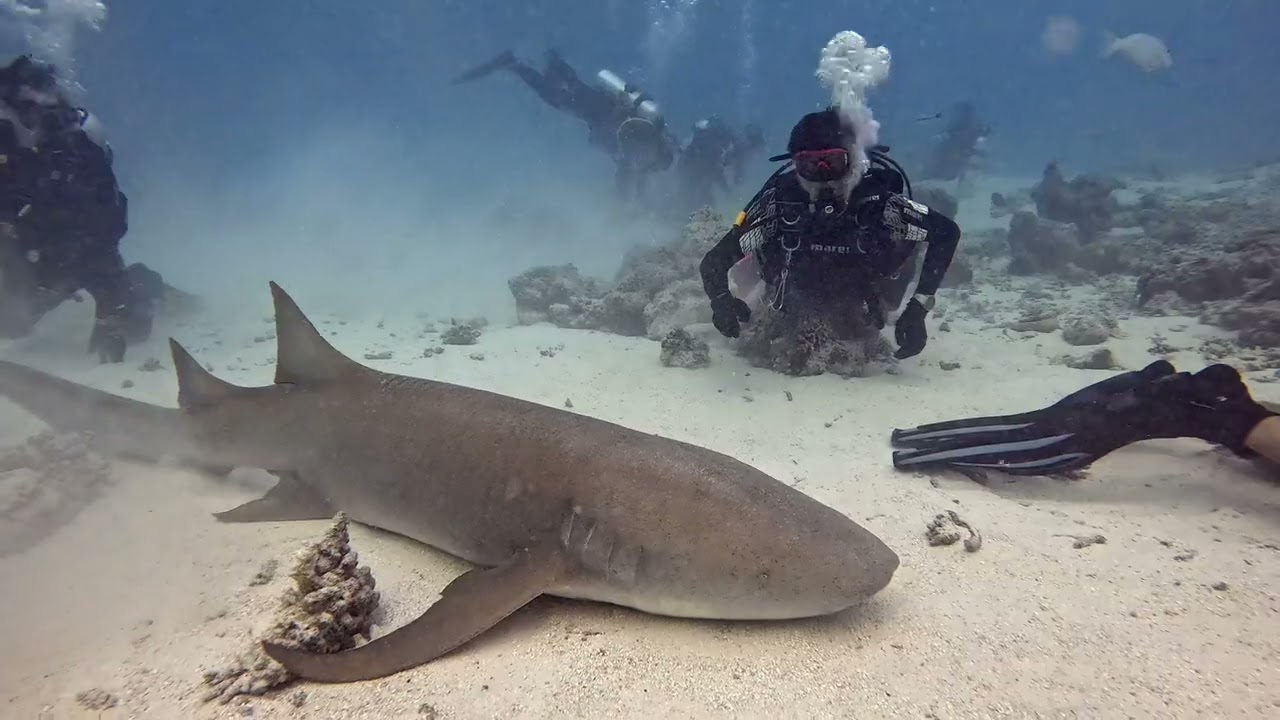 Dhigiri Shark Point 