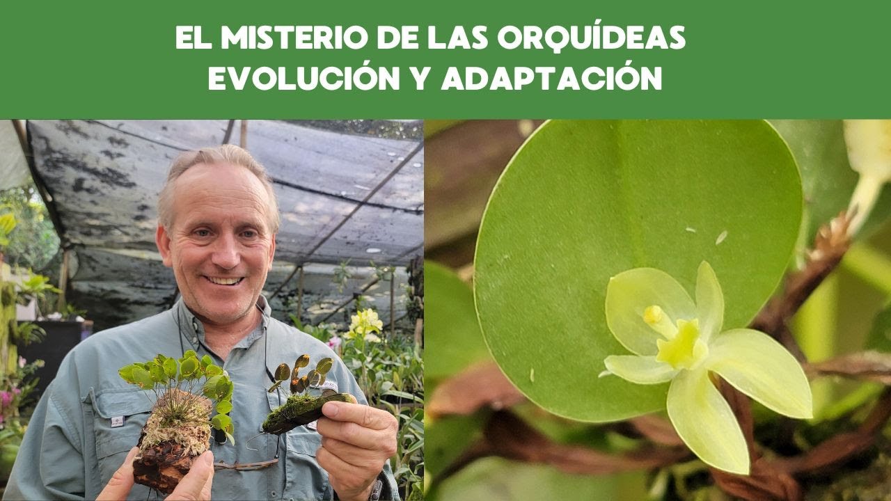 El Misterio de las Orquídeas con Flores Bajo las Hojas – Evolución y Adaptación Asombrosa 🌸🔍