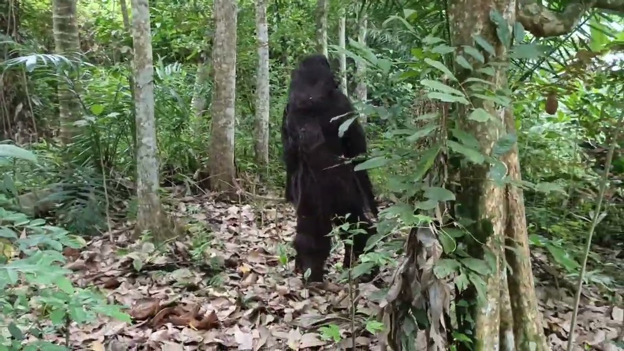 VIRAL❗ REKAMAN VIDEO AMATIR.. PENAMPAKAN MAKHLUK MENYERAMKAN DI HUTAN.. 