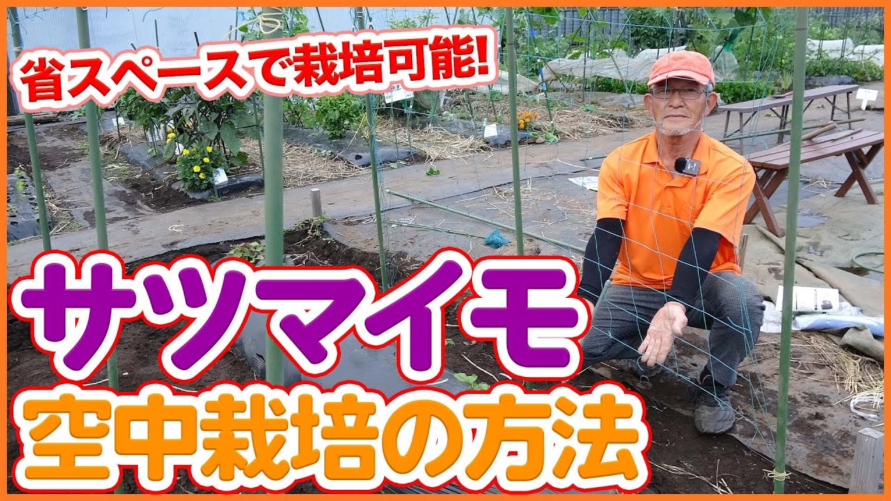 家庭菜園や農園のサツマイモ栽培は省スペースで栽培できる！サツマイモの空中栽培のやり方を徹底解説！【農園ライフ】/Aerial cultivation of sweet potatoes.