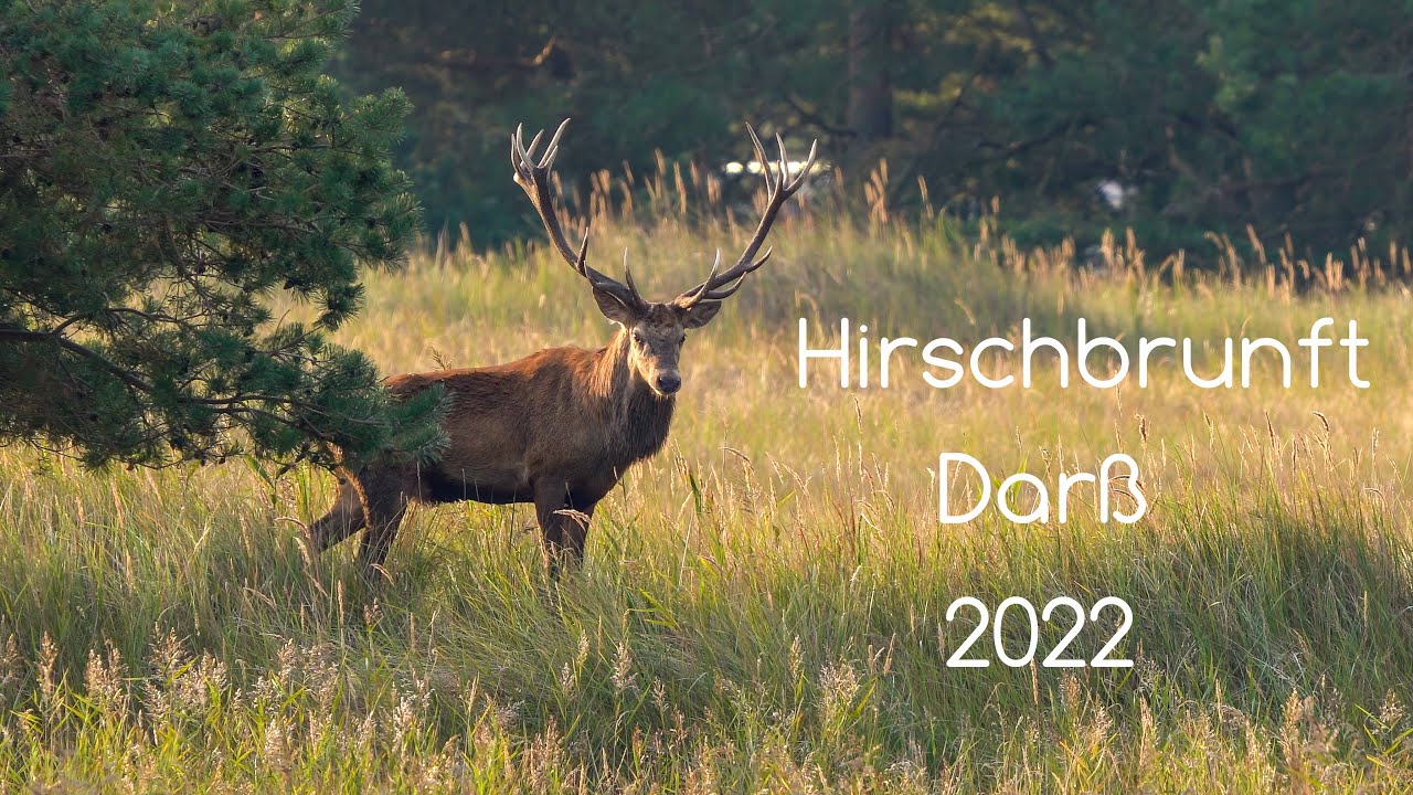Hirschbrunft auf dem Darß 2022 4K