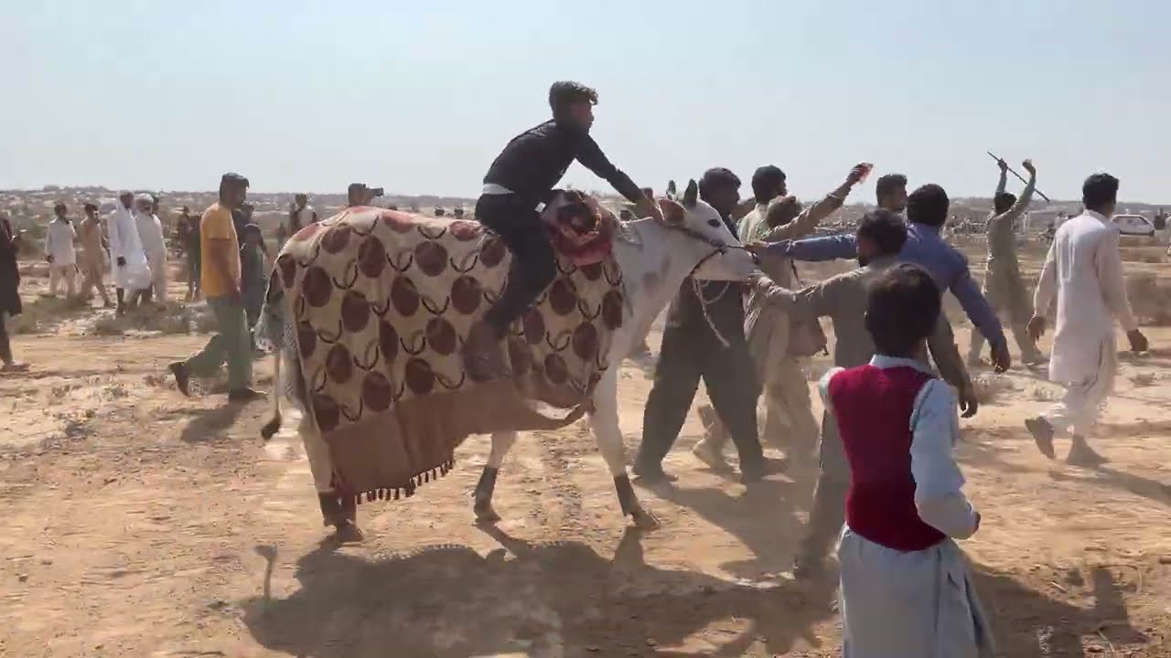 Bull race ||Bail race in pakistan || Race 