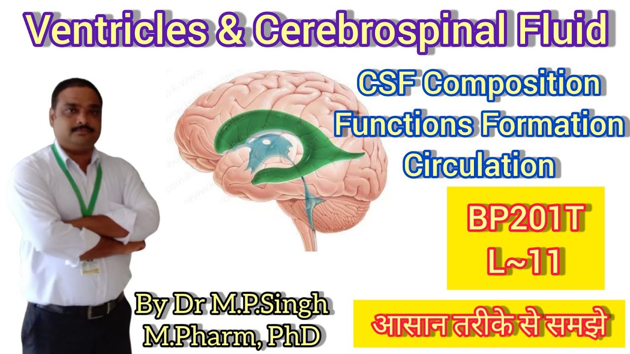 Ventricles | Cerebrospinal Fluid (CSF) | Human Anatomy & Physiology-II | BP201T | L~11