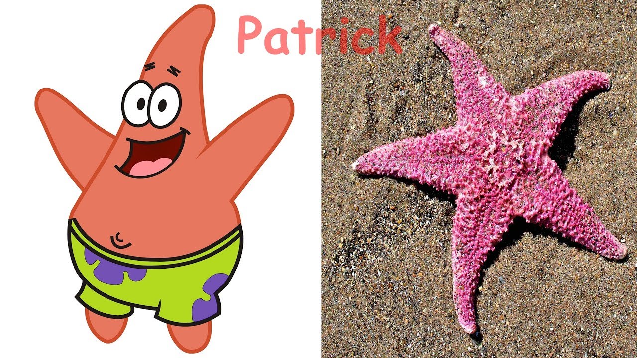 SpongeBob SquarePants In Real Life | Spongebob Characters In Real Life 2017