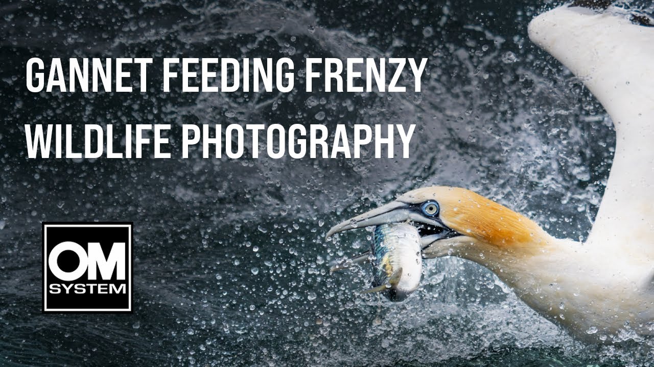 Capturing the chaos of a GANNET FEEDING FRENZY at BEMPTON CLIFFS  - OM System OM-1