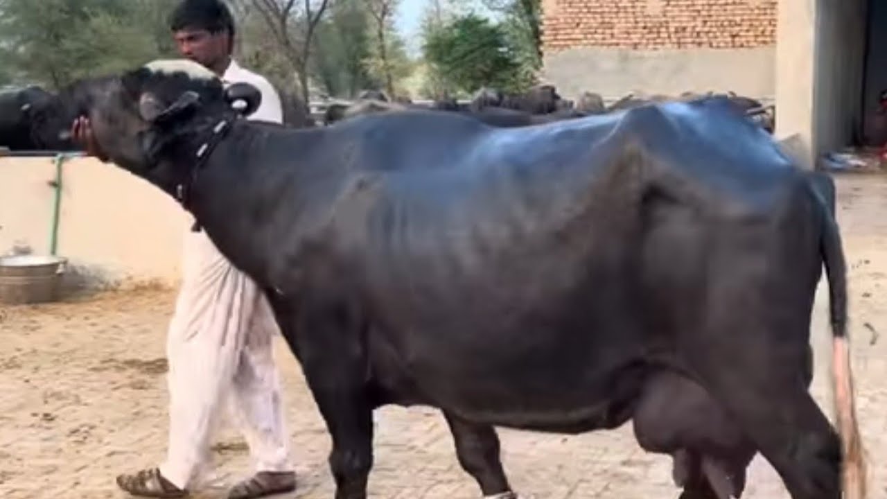 Aaj ham n babe laya dakho to ksay