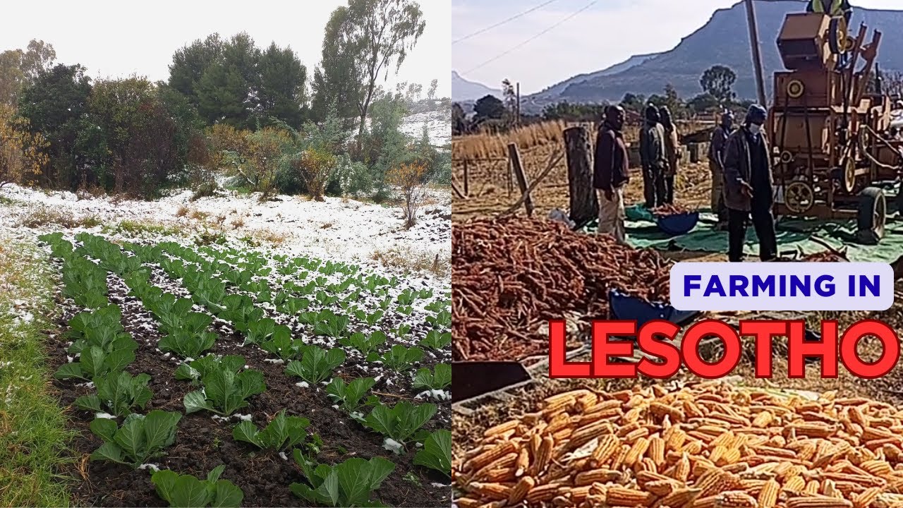 Summer Harvest in Lesotho 🌱| Farming 1,000m in the sky