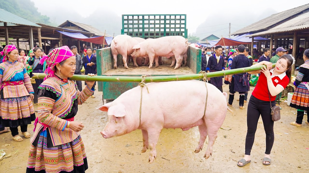 Use Truck to Transport Giant Pigs Goes To Market Sell - Daily Farm