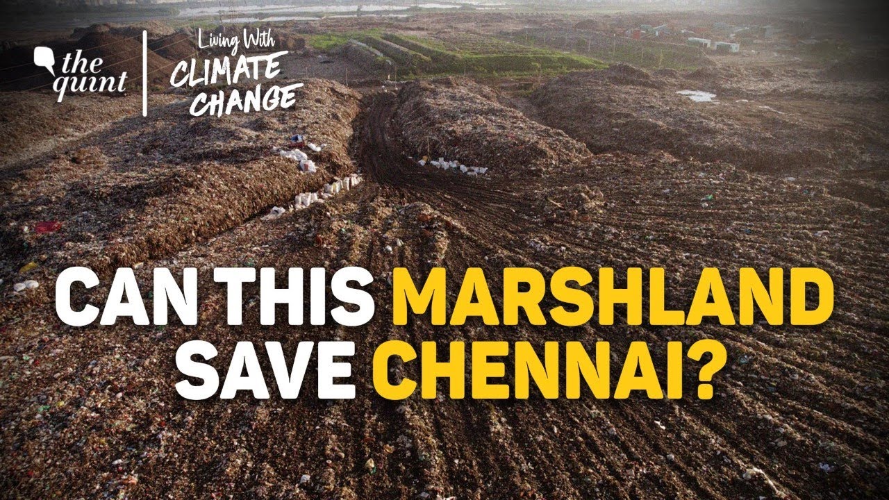 Episode 2: How a Marshland is Chennai's Only Hope Against Water Crisis | The Quint