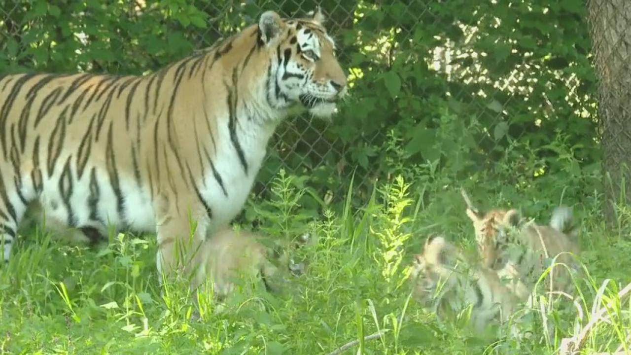 Tiger cubs at the Minnesota Zoo make their public debut