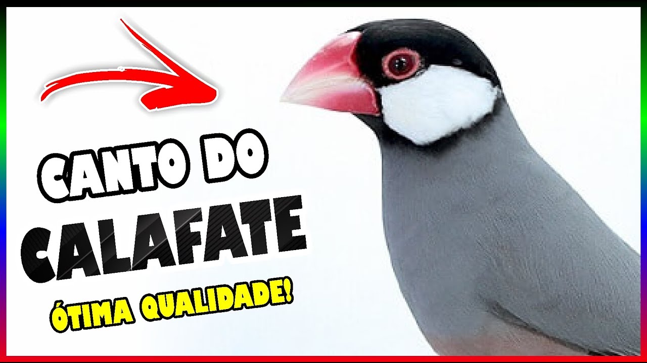 CANTO DO CALAFATE - OTIMA QUALIDADE PARA ENCARTE E TREINAMENTO!